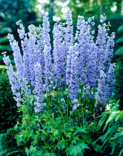 Delphinium Summer Skies