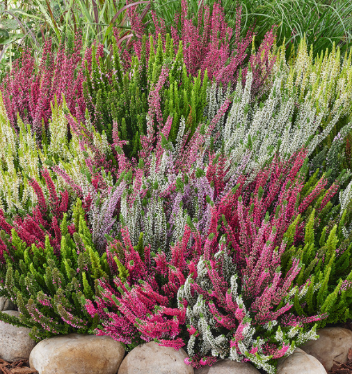 Heathers Summer Flowering Collection
