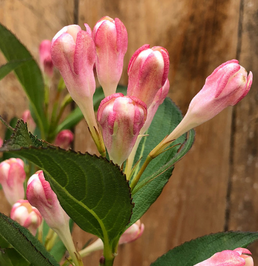 Weigela All Summer Peach