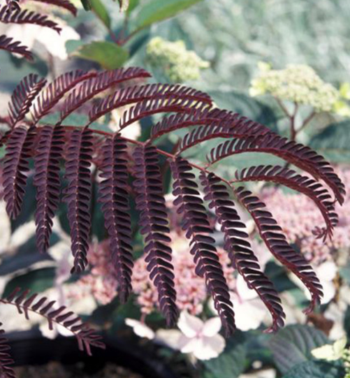 Albizia Summer Chocolate