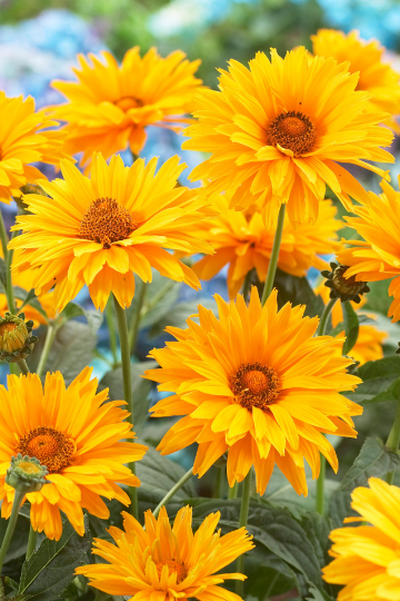 Heliopsis Scabra Summer Sun