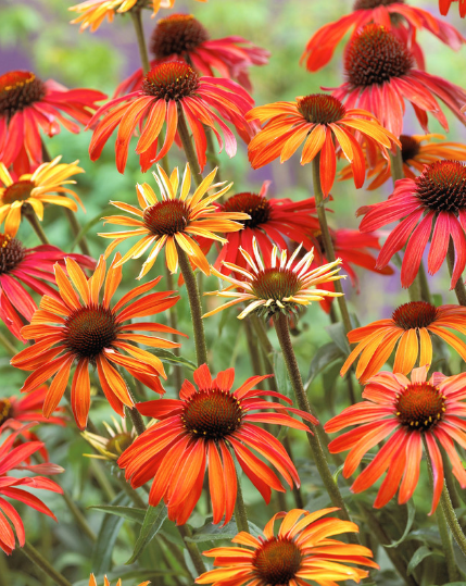 Echinacea Hot Summer